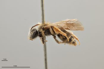 Media type: image;   Entomology 770948 Aspect: habitus lateral view